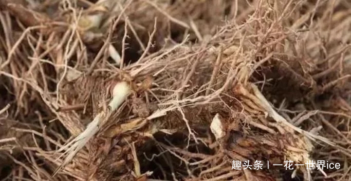 白家庄|一种草药，专治咳嗽，祛痰止咳效果显著，山上很多，请您识别