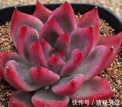 喜欢养多肉得选漂亮好养的,这12款东云系,唯美霸气度夏容易