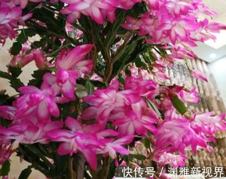 石竹石竹|养花就养这几款,花朵小巧玲珑,镇宅又旺财,越养越值钱!