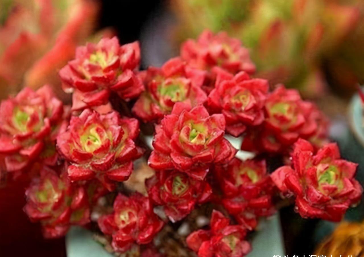 叶片|多肉有“三怕”，入冬养护要避开，猛蹿芽冒新根，憋成群生肉墩子