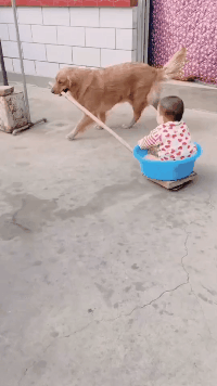 |搞笑GIF趣图妹子,这下亏大了,为了一个盆搭上一个人!