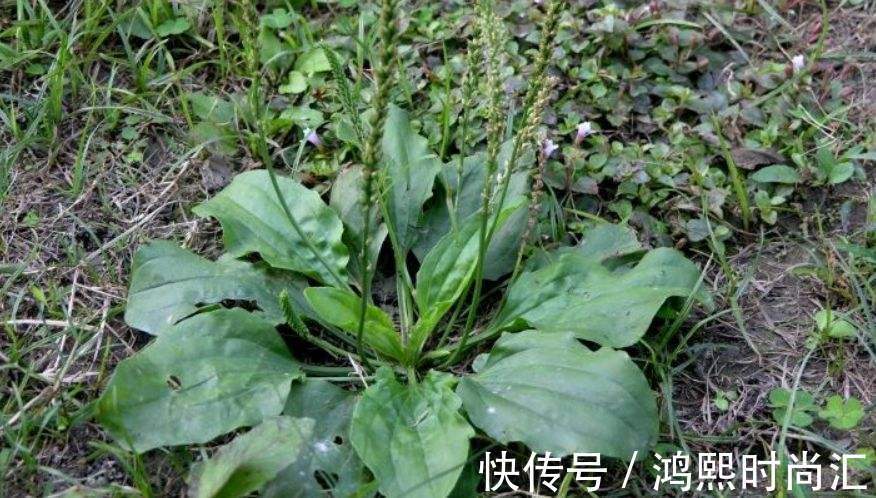 嫩叶|农村一种“救命草”,食用价值很高,不仅能吃还能泡茶