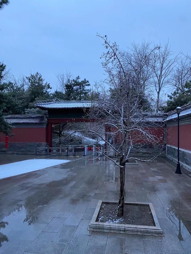 醉东风|2021年第一场雪，圆明园春雪风光