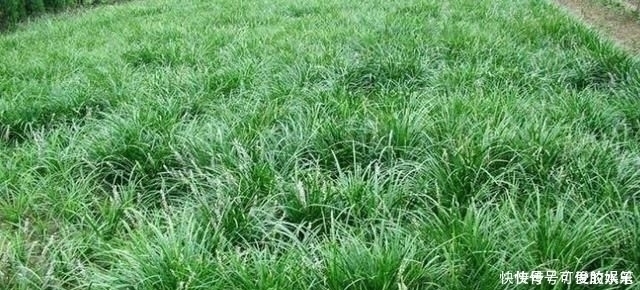 人參|農村一種野草,常被誤認為“韭菜”,煲湯美味,價值堪比人參