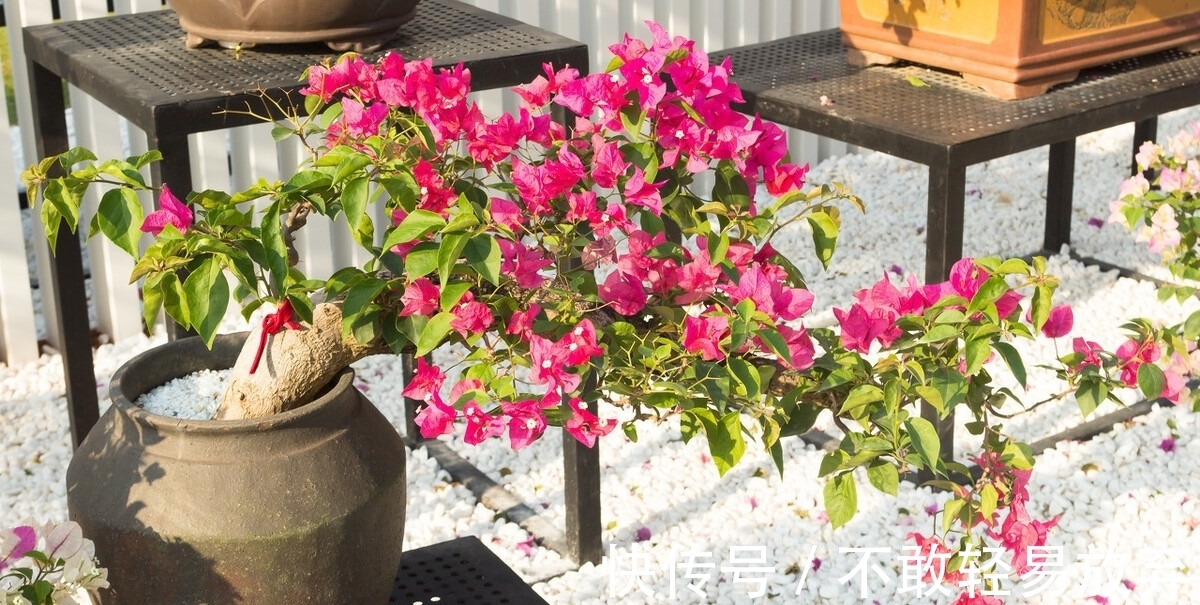 温差|让三角梅开“秋花”,牢记这个“方法”花芽长得快,迅速花爆盆