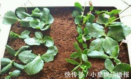 3种花,扦插最好活,枝条沾土就生根,不出俩月长满盆