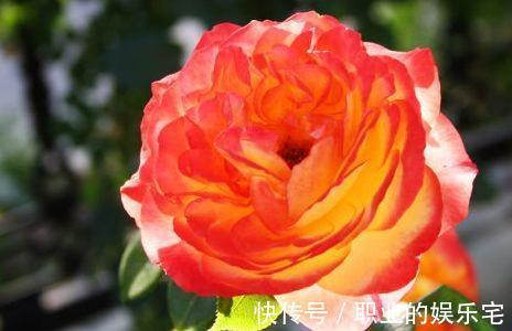 农历九月十八霜降后，养什么花？家里养3种花，吉祥如意笑口常开