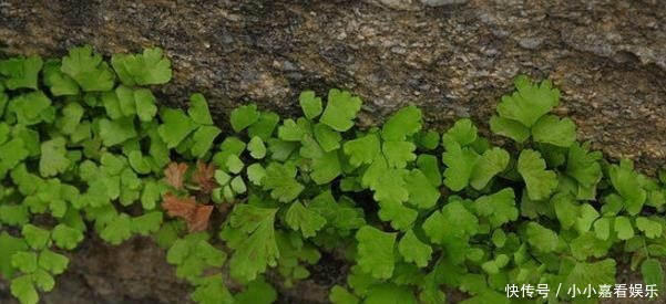 阳光的花卉|最怕“晒”的3种花,光照稍大就黄叶,养在“客厅”反而更旺盛!