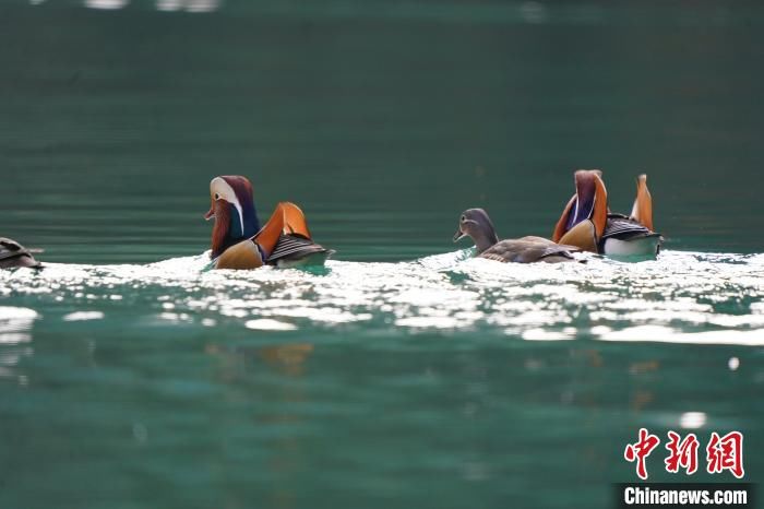 湖北宣恩成群鸳鸯戏水贡水河国家湿地公园