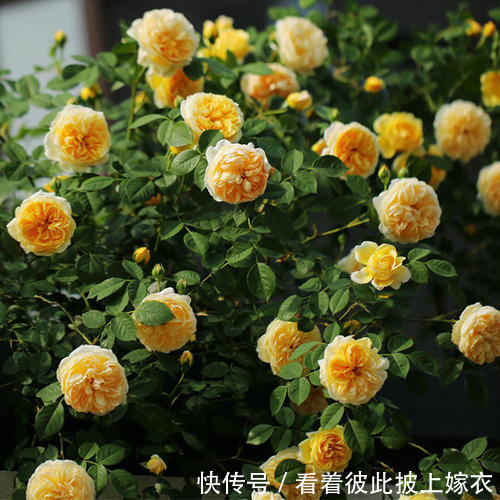 秋天养月季，教你这样施肥，侧芽笋芽一起长，苗壮开花多