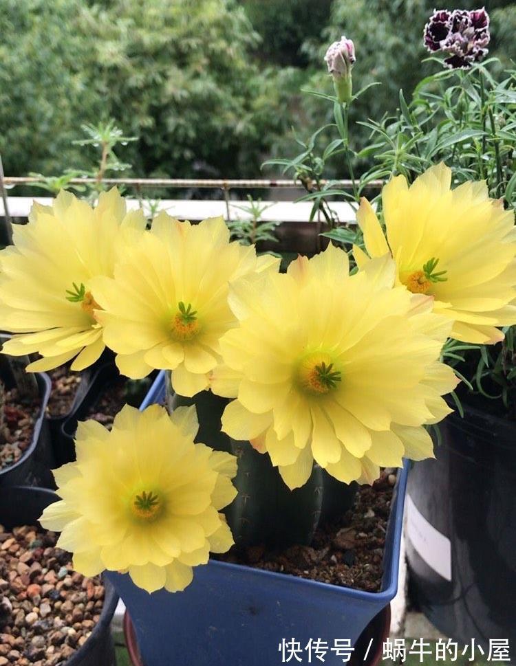 绯花玉|夏天养多肉就养“3种”,照样生长,不停开花,很皮实漂亮