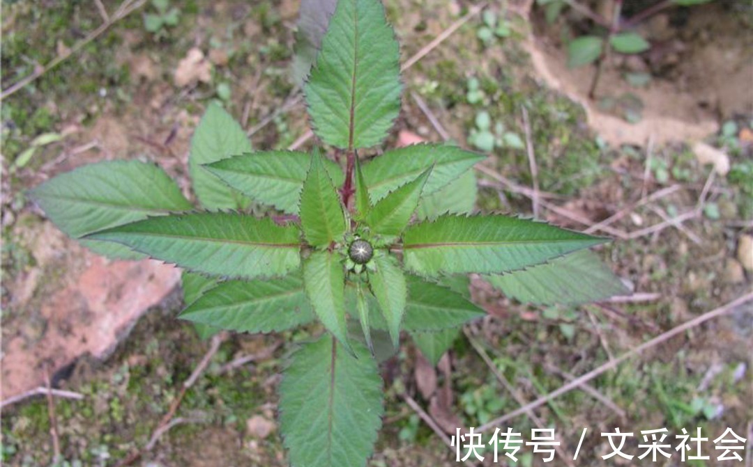 草全草|农民从不碰的野草，却深受医生喜欢，人称“跟人走”，你认识吗