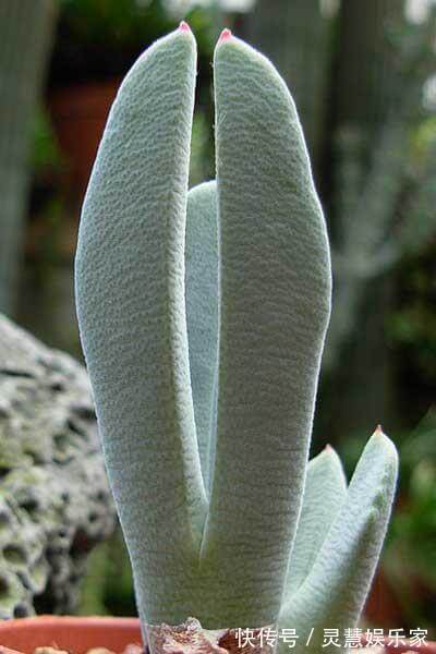 这多肉长的还真怪，像龙虾的“大钳子”，你敢养吗