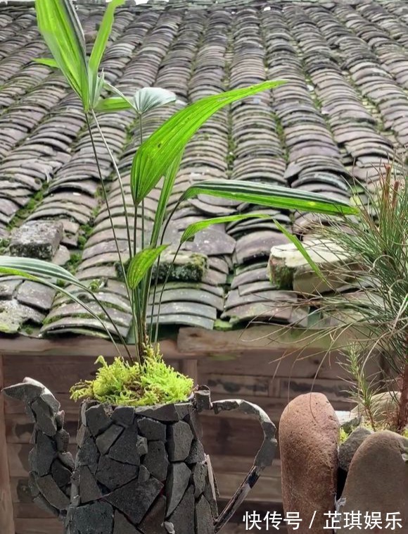 石头野草捡回家,胶水一粘变盆栽,比买的还好看!