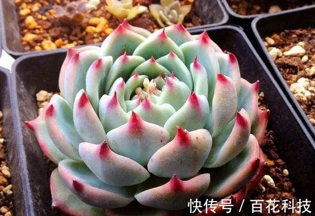 要点|60种多肉图鉴及养护要点,1分钟学会,超全超实用!