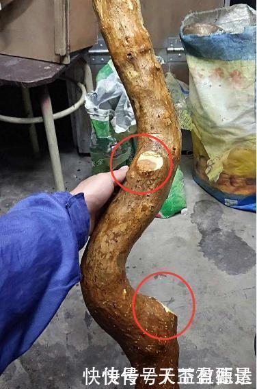 三角梅老根不要丢,4步做成根艺盆景,价值翻倍