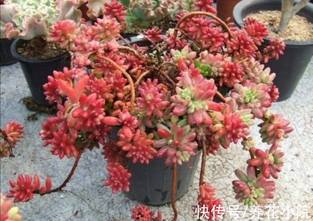天凉了，给多肉做好3件事，让它变得绚丽多姿
