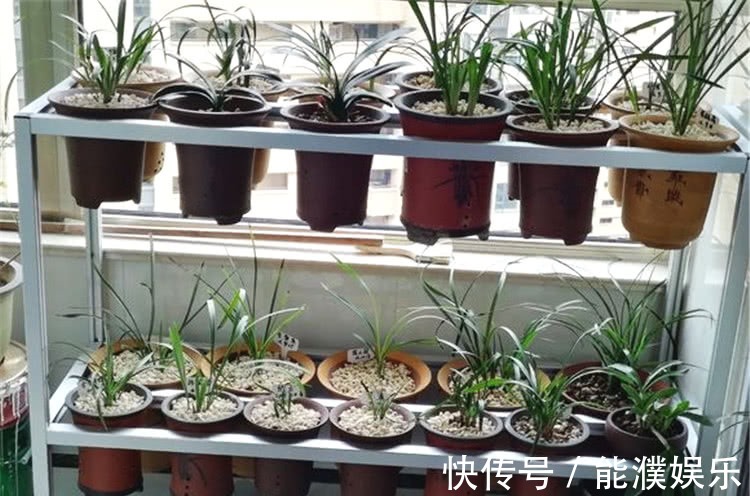 养兰花,牢记1个字,兰花蹭蹭长,枝叶油绿花娇俏!