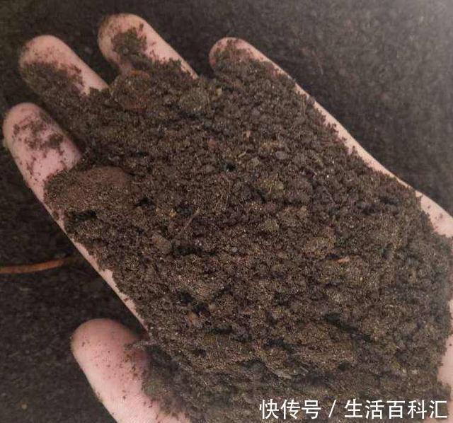养分|羊粪养花好?3个害处不知道,越养越心烦,还很容易养死