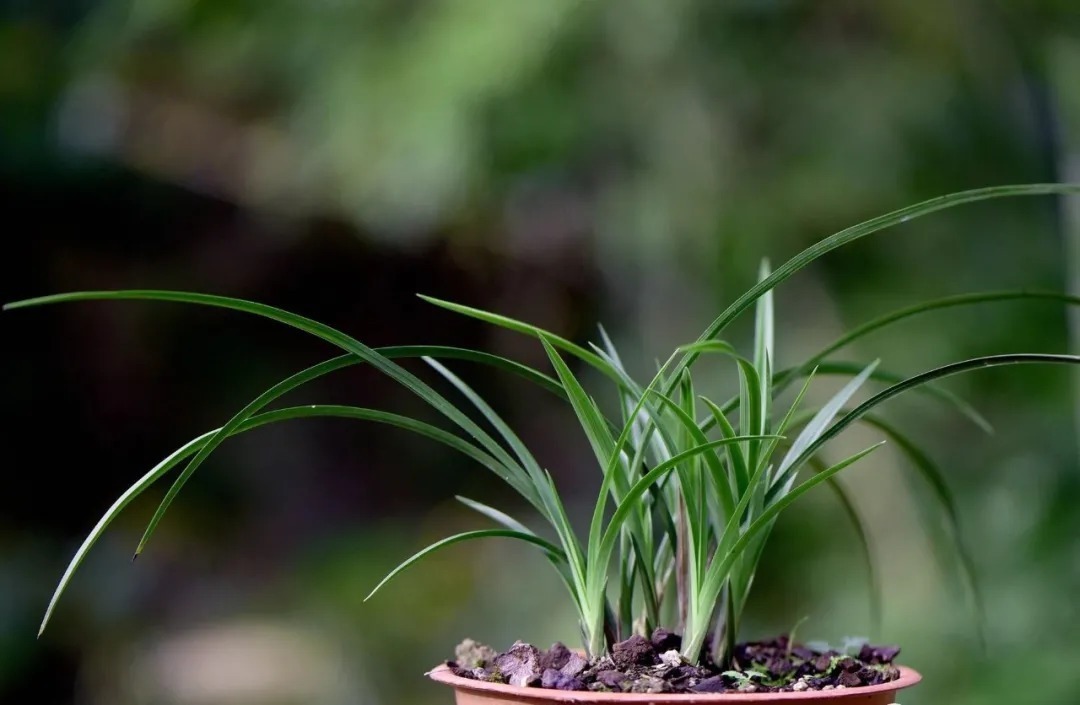 兰友|夏天养兰花,究竟能不能淋雨?兰友:最怕这样淋