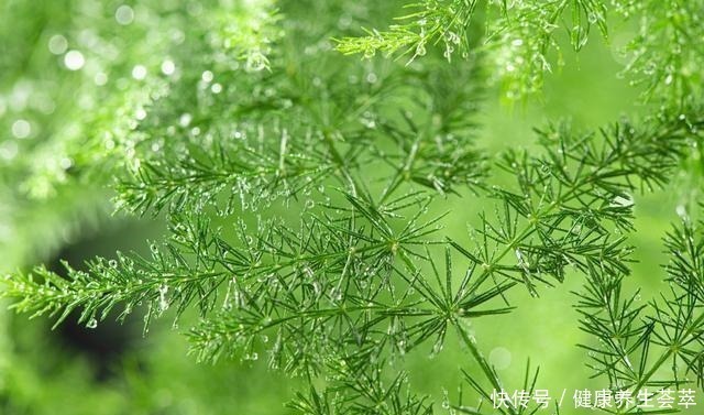 叶片|文竹有“三喜三怕”,顺着它,盛夏也生机勃勃,养成苍劲小老桩!