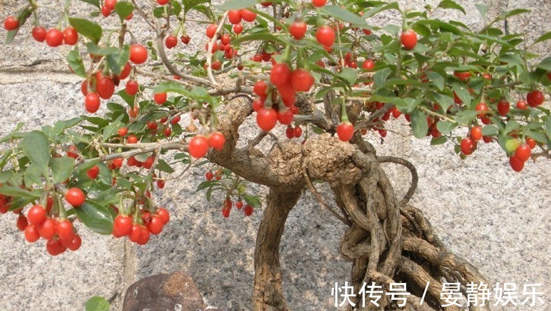 如何在自己家里种上枸杞,补身体酿酒入菜,滋补身体