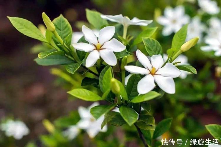 没经验的别养这3种花，买几棵死几棵，黄叶烂根不开花