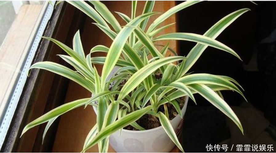 家中常养5种花“不用买”掐个枝条插土里就能活，7天就生根！