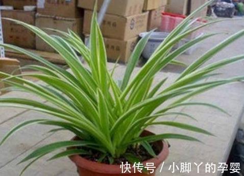 入冬后吊兰,绿萝怎么养,浇上2种水,叶片翠绿,过冬也放心