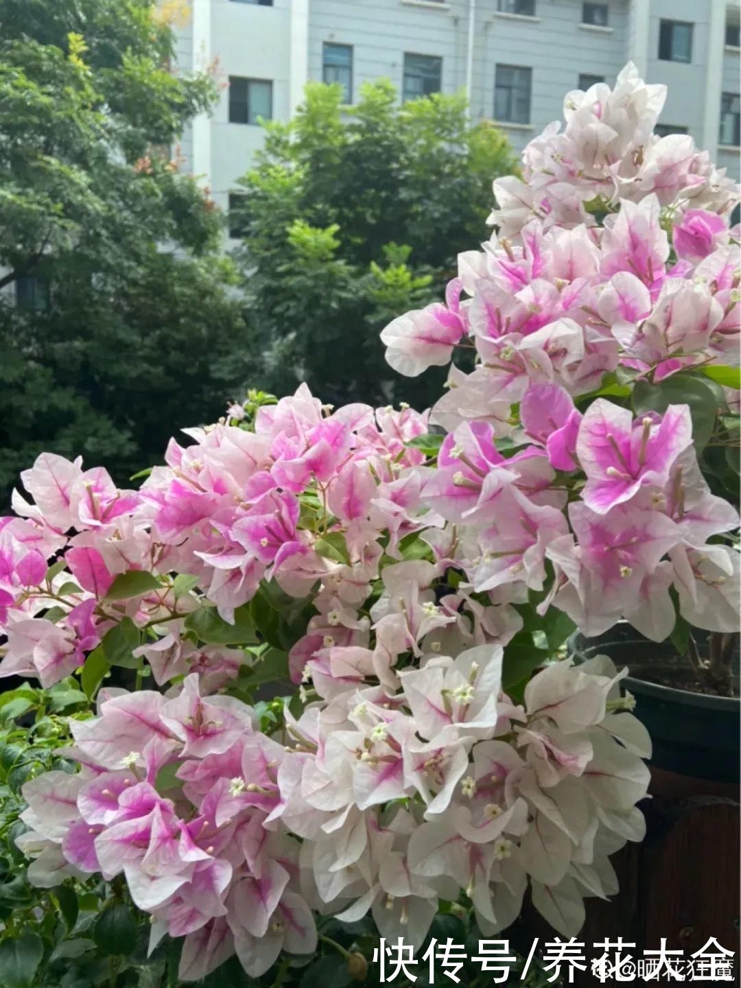 在家养盆“爆花战斗机”，只需要一盆，能开上百天不歇气