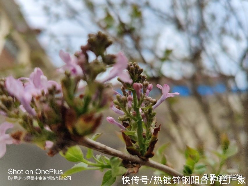 护栏姐：雪花纷飞，梅花香自苦寒来，红梅白雪共迎春