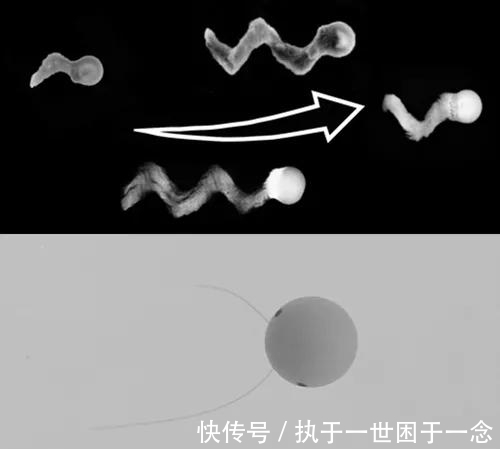烷烃|Nature子刊：油滴“游泳”，姿势少见