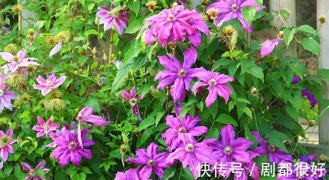 爬藤植物|花开一面墙,花落一路香,一棵爬藤植物的花海