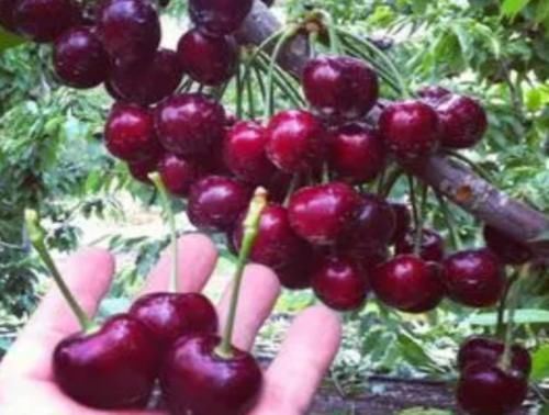 秋季|秋季常吃三种食物,健康滋补,膳食纤维丰富,易消化、助肠道蠕动