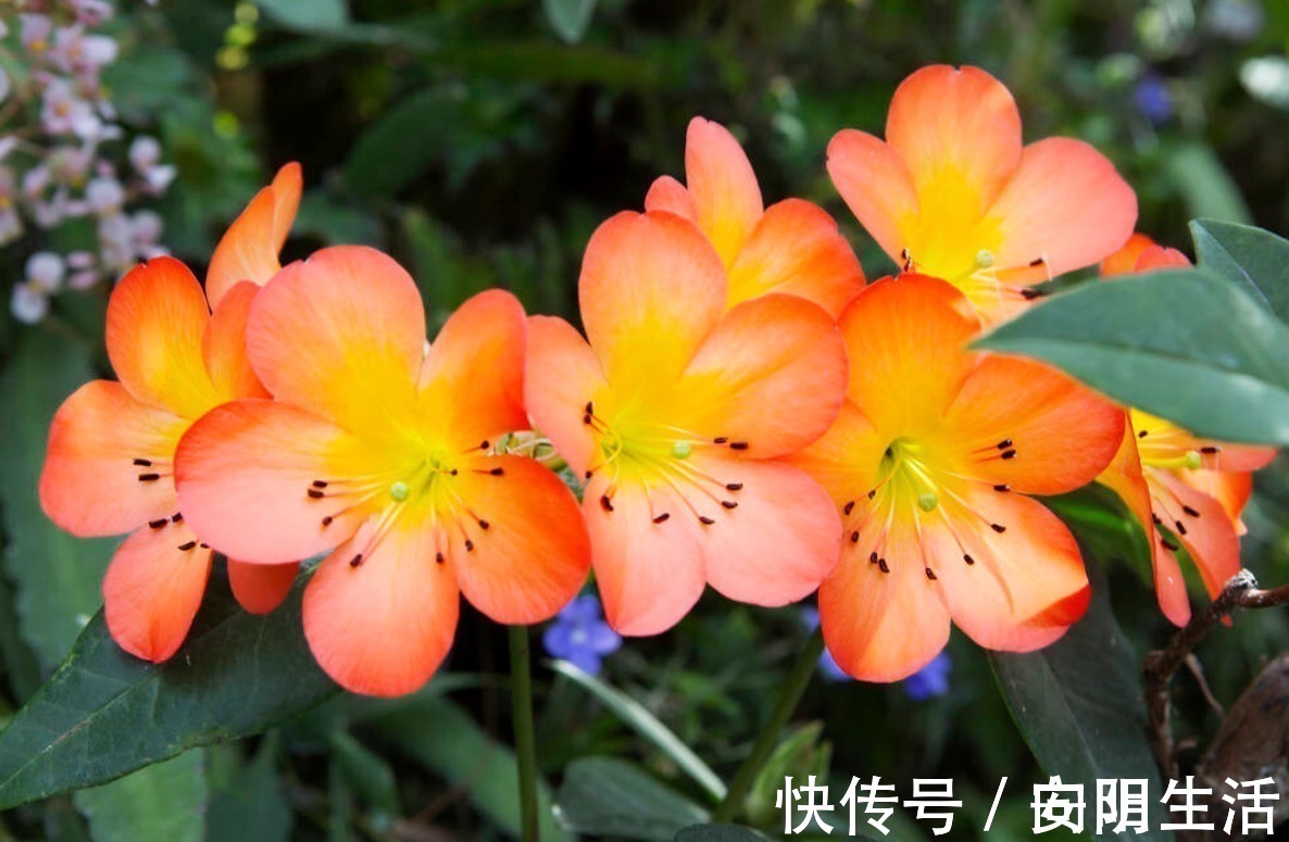 浇水|君子兰害怕五件事,新手经常犯,难怪越养越糟糕