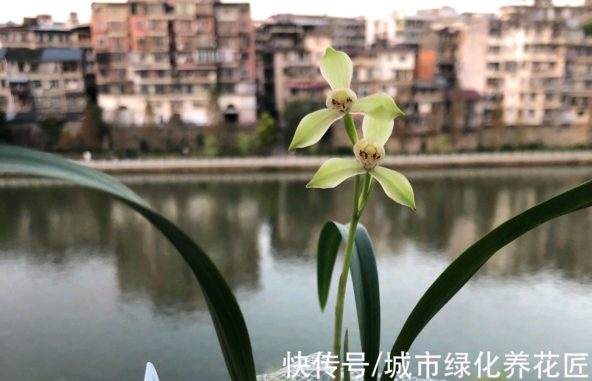 怎么判断兰花上盆的死活啊？种下去五天了，搭配的盆土能养活吗？