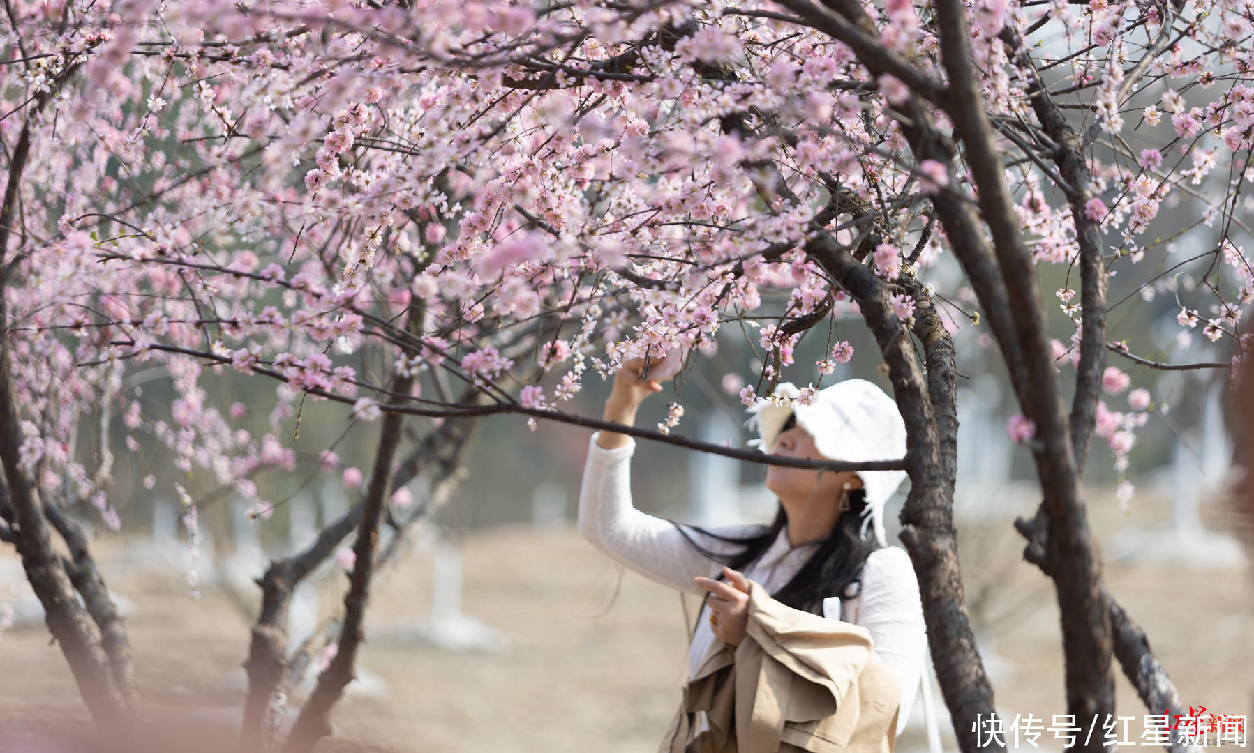 问花村为什么这么“火”？赏花热背后：生态“颜值”变经济“产值”