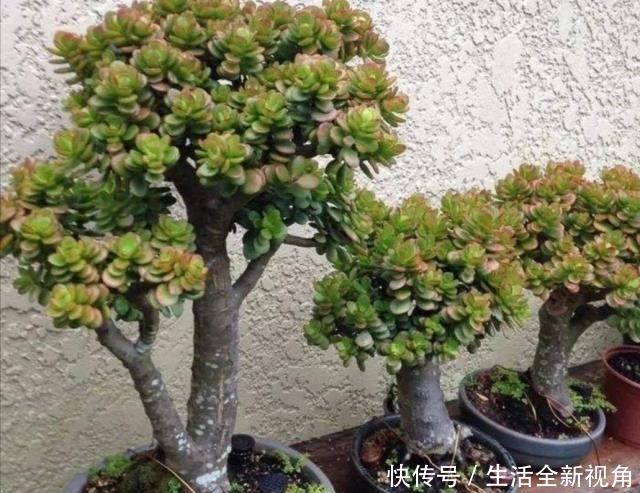 玉树小株养成老桩盆景,只需要做好4个步骤,长得粗壮、株型美观!