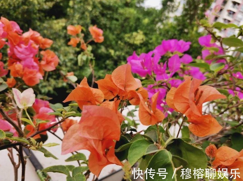 三角梅只长叶子不开花,赶紧剪一刀、虐一虐,花呼呼全开!