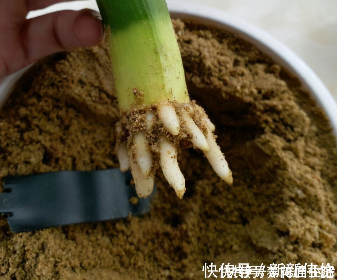 养花用“沙子”栽种,好处多多,告诉你它的4个使用“技巧”