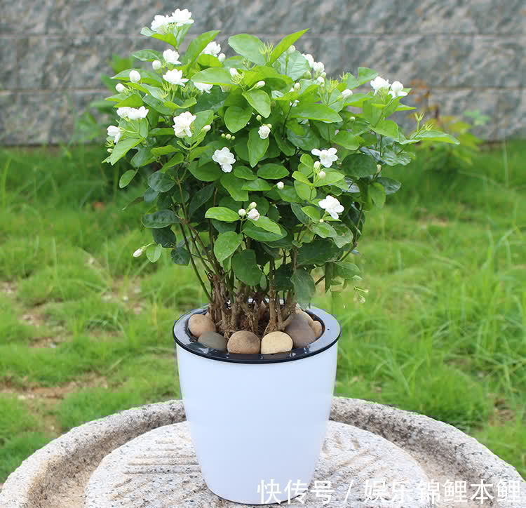 花卉|哪些花卉适合秋季盆栽，开花美、好管理？这4款首当其冲，值得