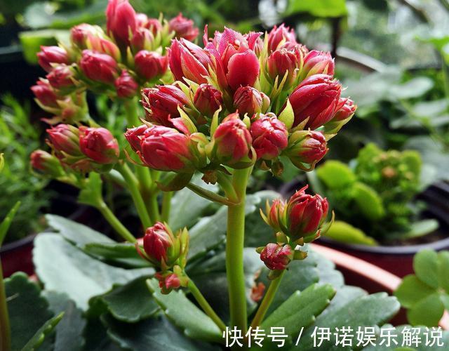 温度|长寿花不长花苞,只控光用处不大,学会三控,花苞越来越多