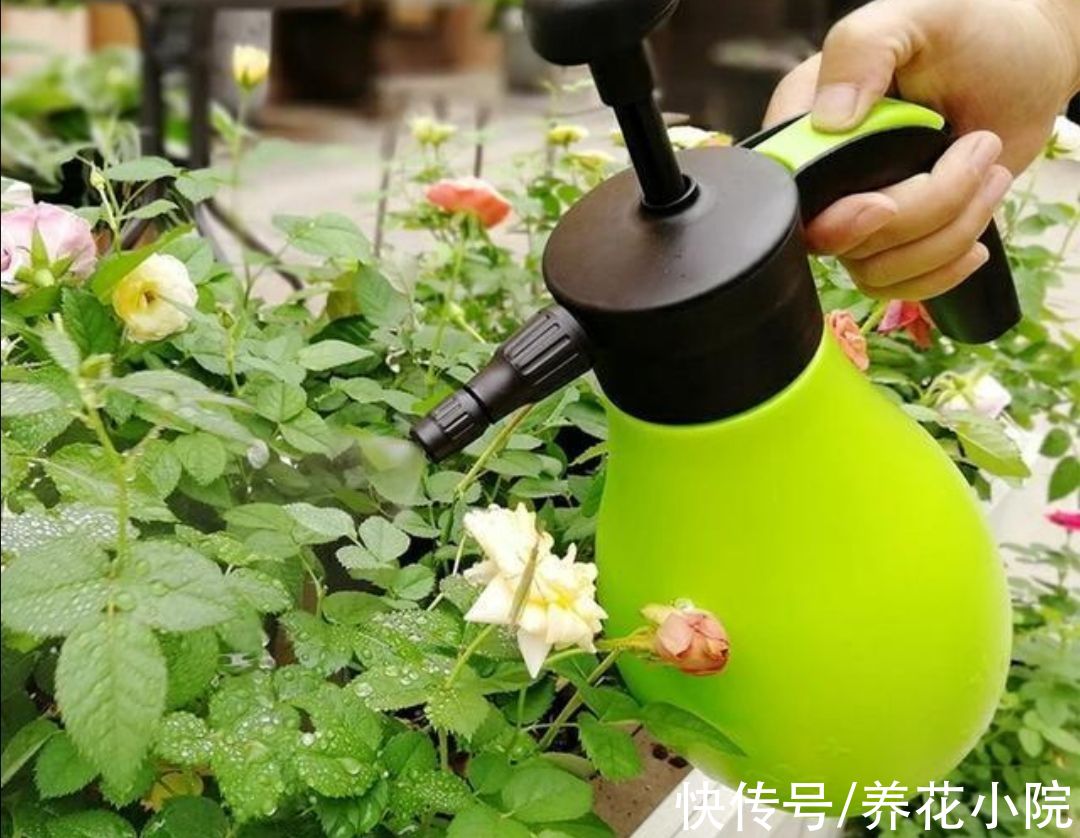 家庭养花，3种常见“错误养护法”，是养不好花的主要原因