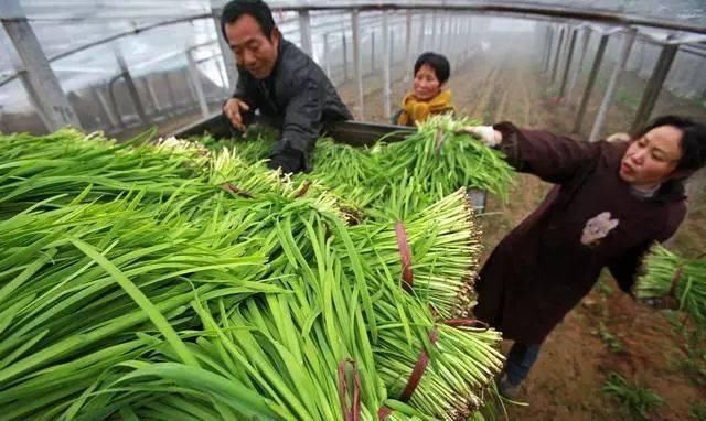 分辨|为什么头茬韭菜不能吃好多人不懂,挑选记住几点,一眼分辨好坏