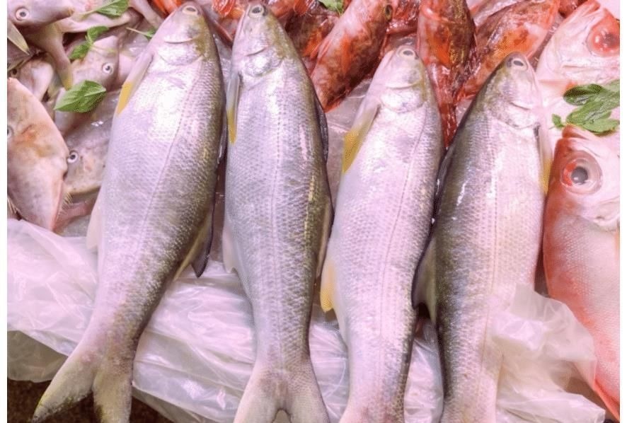 被误解很深的鱼,比马鲛好吃更营养,鱼肉似“千层糕”,我国独有