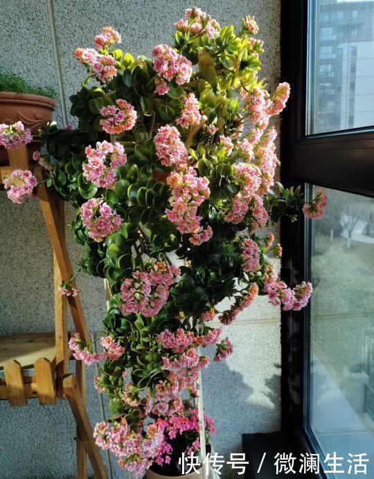 叶片|谁说老桩长寿开花少,看看花友家的巨无霸,三年长成半米花树