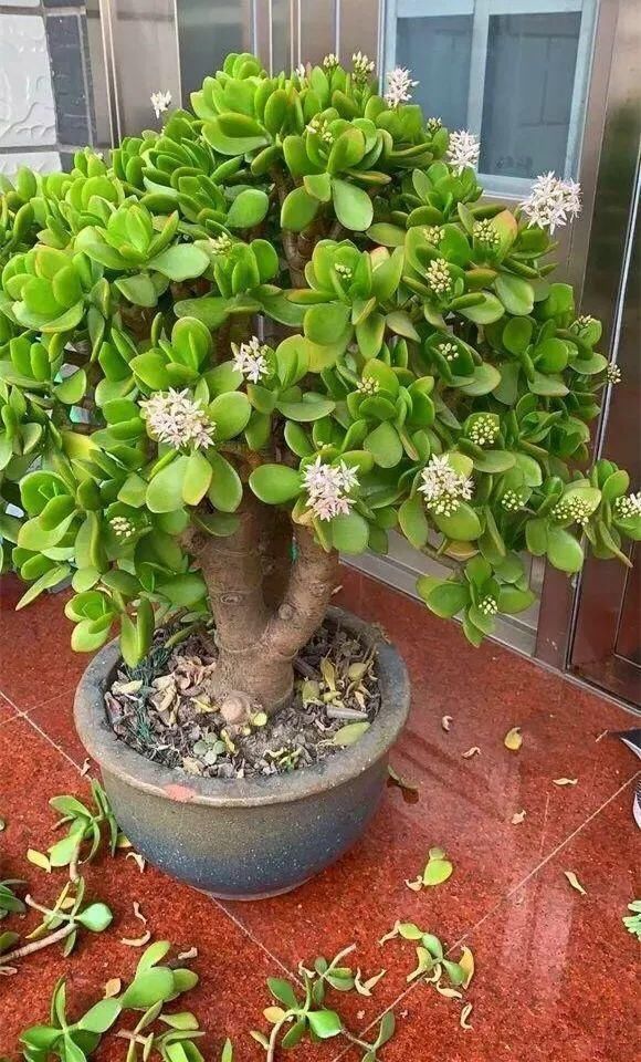 叶片|有名的“12种旺财花”,吉祥又大气,养成老桩更“旺家”