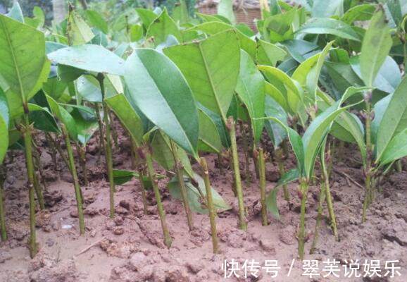 秋冬|秋冬季节扦插这几种花卉，比绿萝好养十倍，错过了还要等一年！