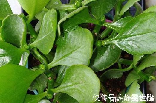 矮牵牛|3种“掐头花”，娇生惯养不成器，天天修理它，月月爆花球