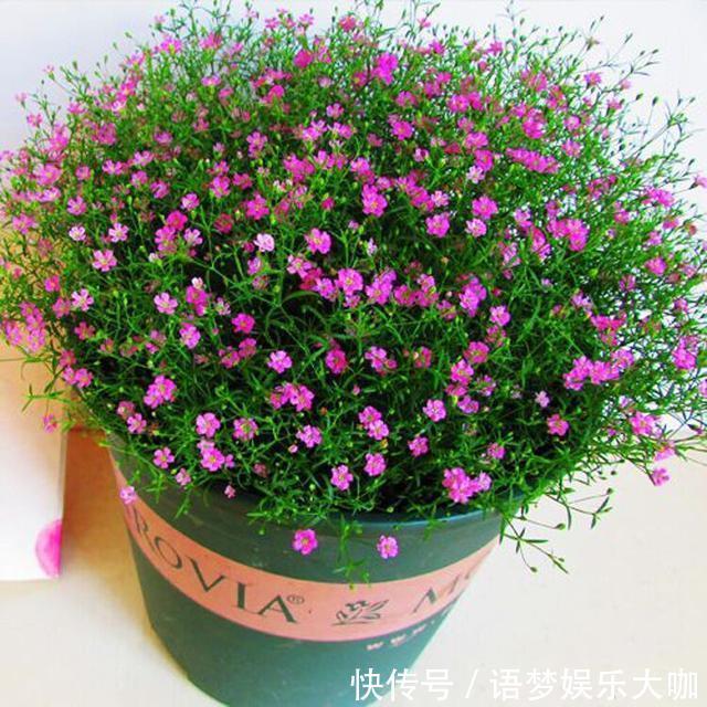 草本植物|阳台养盆“娇气花”,一盆开花1000朵,枝体最娇弱,开花却最多